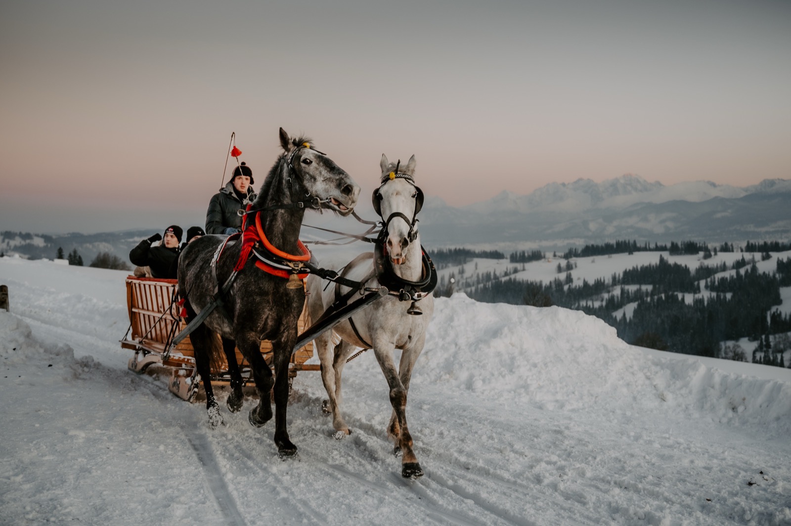 Para koni ciągnąca sanie pod górę z widokiem na Tatry